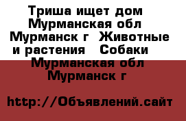 Триша ищет дом - Мурманская обл., Мурманск г. Животные и растения » Собаки   . Мурманская обл.,Мурманск г.